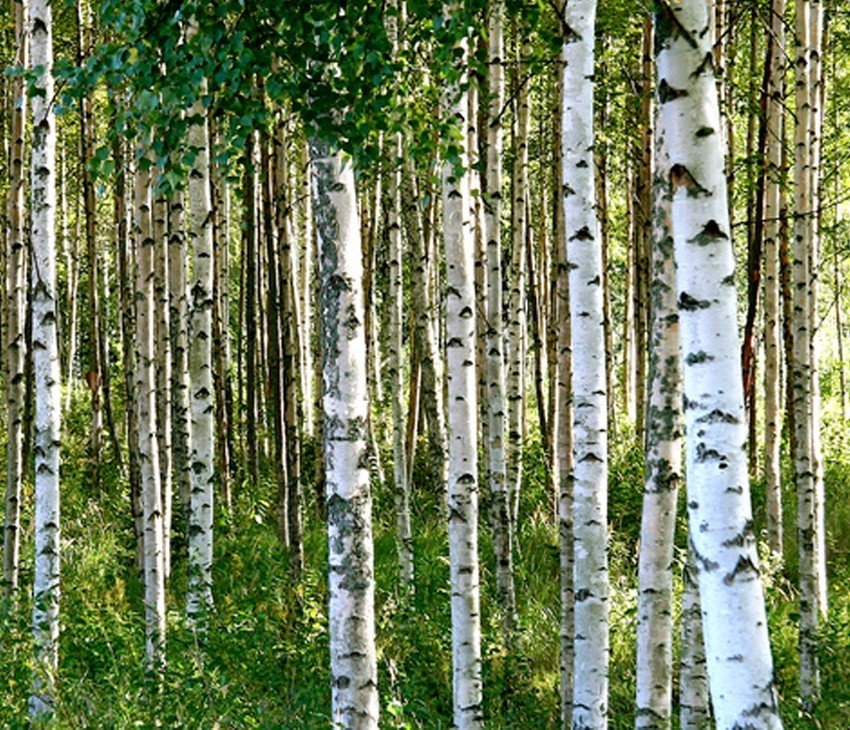 Birch Trees - DFB Sales